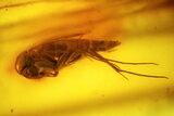Two Fossil Fungus Gnats (Sciaridae) In Baltic Amber #170052-1
